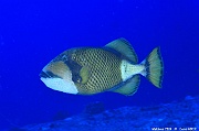 Balistoides viridescens-Maldives Miyaru kandu-32m-20240427-da-DSC_7313_tn